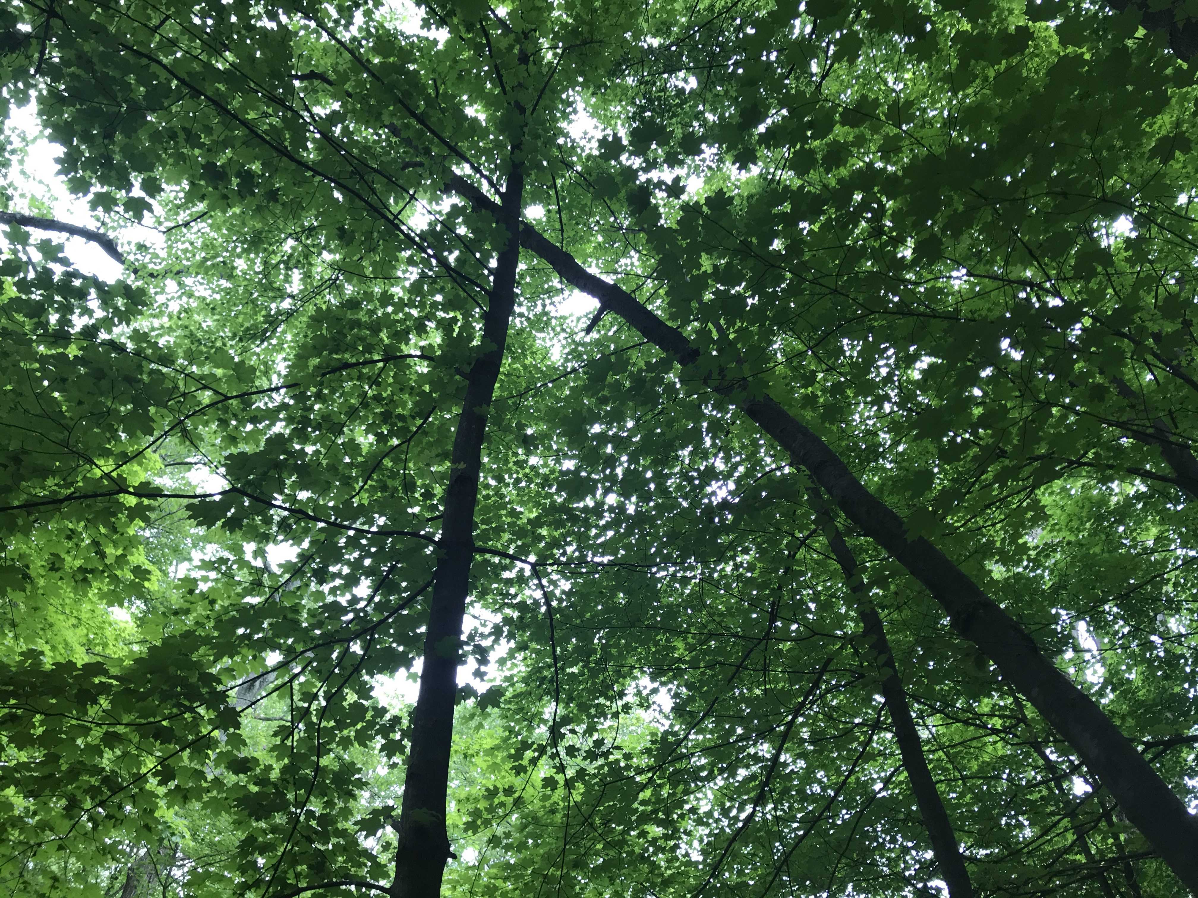 Spring Gaudi canopy