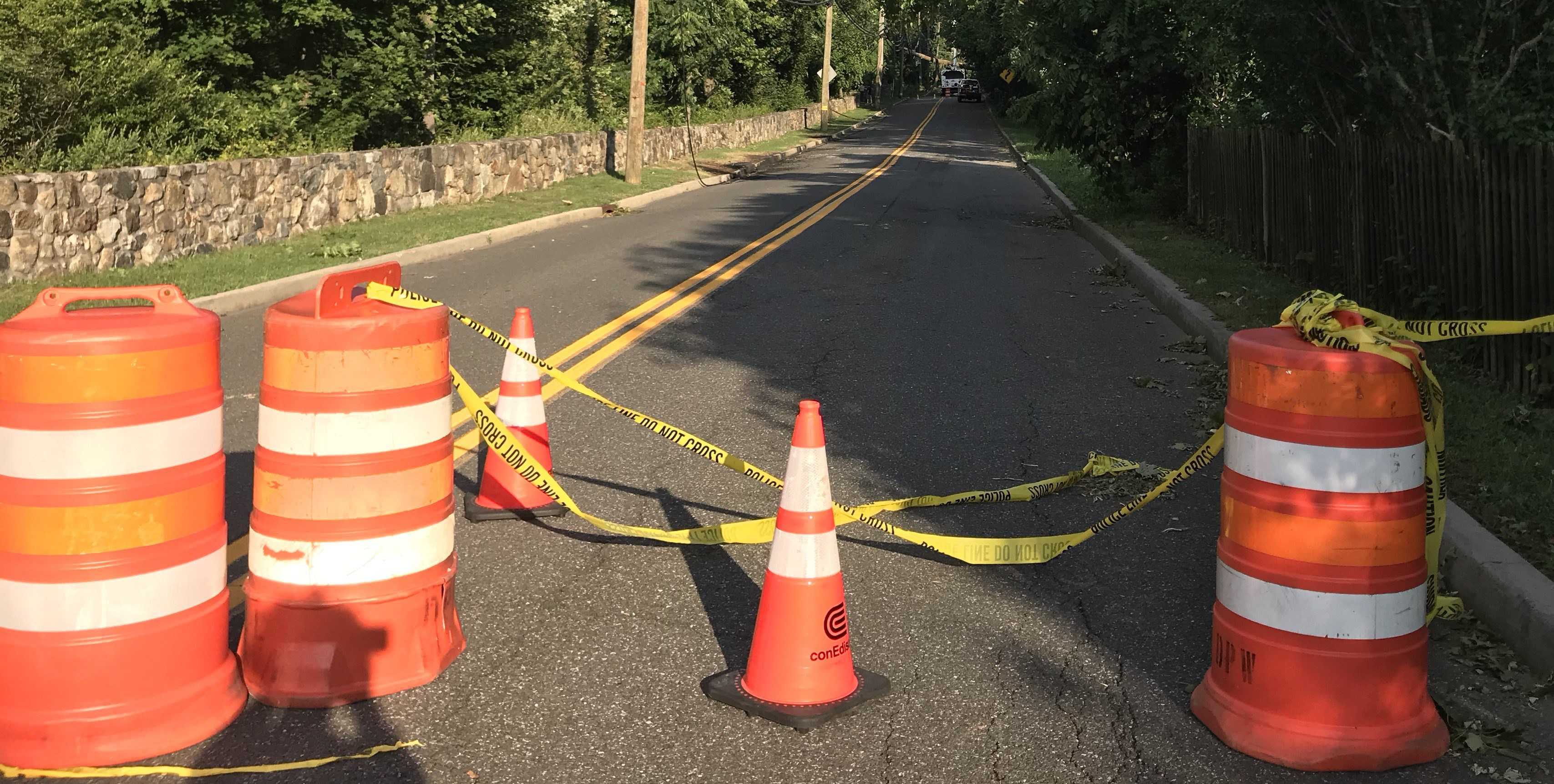 Maple with cones