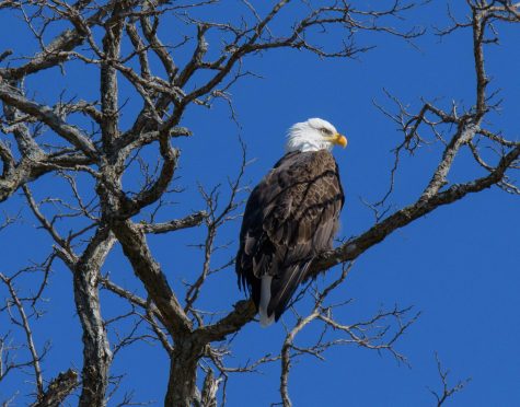 Eagle Eyed Daughter Shares Her Dads Appreciation of Regal Creatures