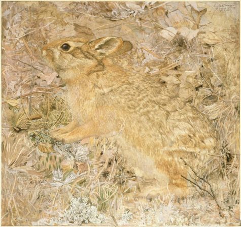 Brooklyn_Museum_-_The_Cotton-Tail_Rabbit_among_Dry_Grasses_and_Leaves_