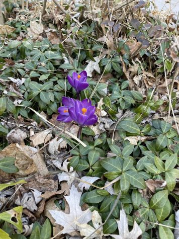 Celebrate the arrival of Spring this weekend