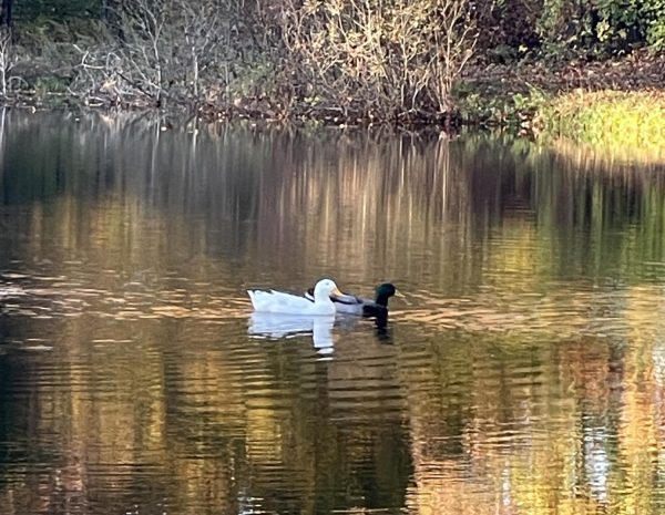 For the love of ducks