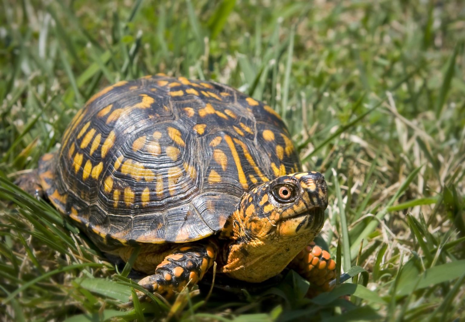 “Timid Turtles of the Rondout Valley” special Zoom presentation ...