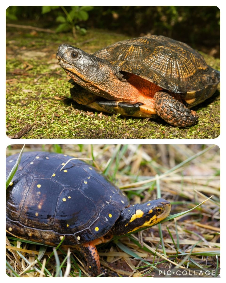 “Timid Turtles of the Rondout Valley”  special Zoom presentation tomorrow