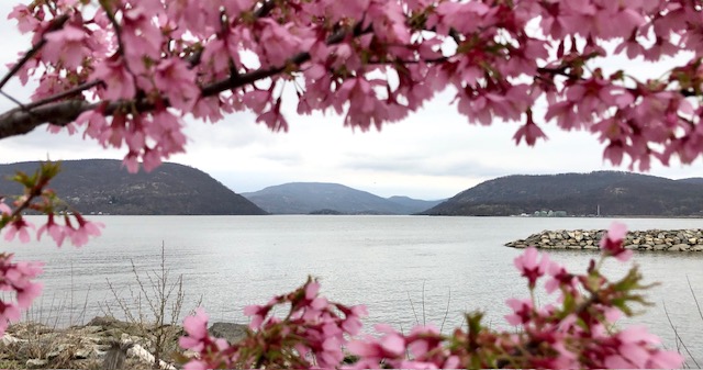 Cherry trees in blossom at the Peekskill Riverfront.
Photo credit: Peekskill Rotarian Don Rizzo, of Sun Mortgage
