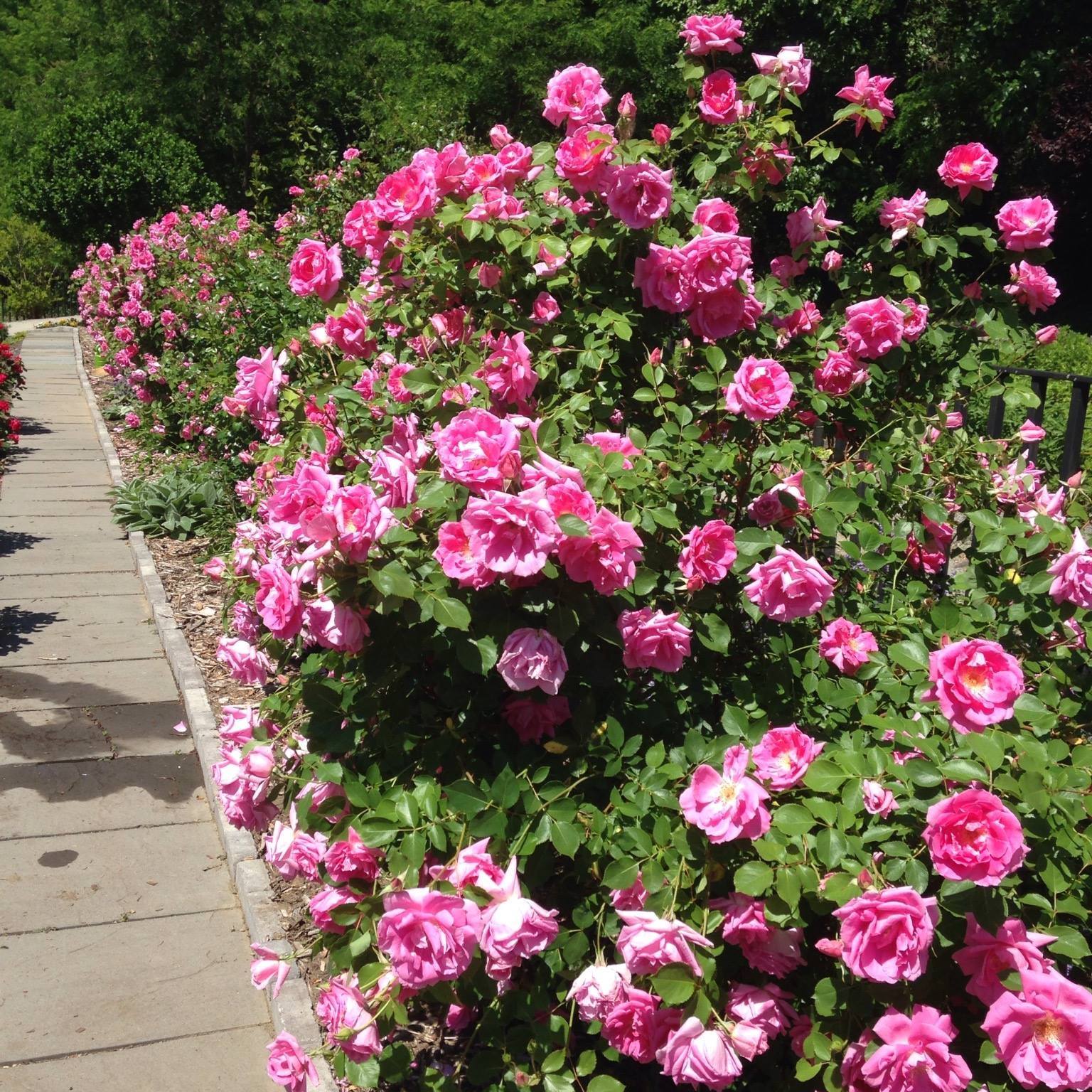 Garden Club of Peekskill to hold Annual Mother's Day Plant Sale