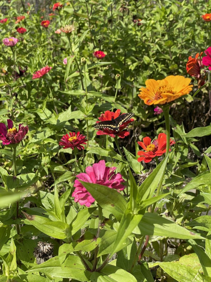 A bed of zinnias attracted butterflies in September at San Damiano Farm. Zinnia seedlings will be available at this years Garden Club of Peekskill Plant Sale May 11. 