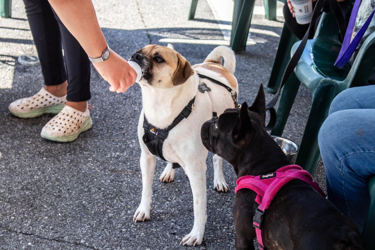 Pups were treated to treats in paper cups at Friends of the Dog Park tent.