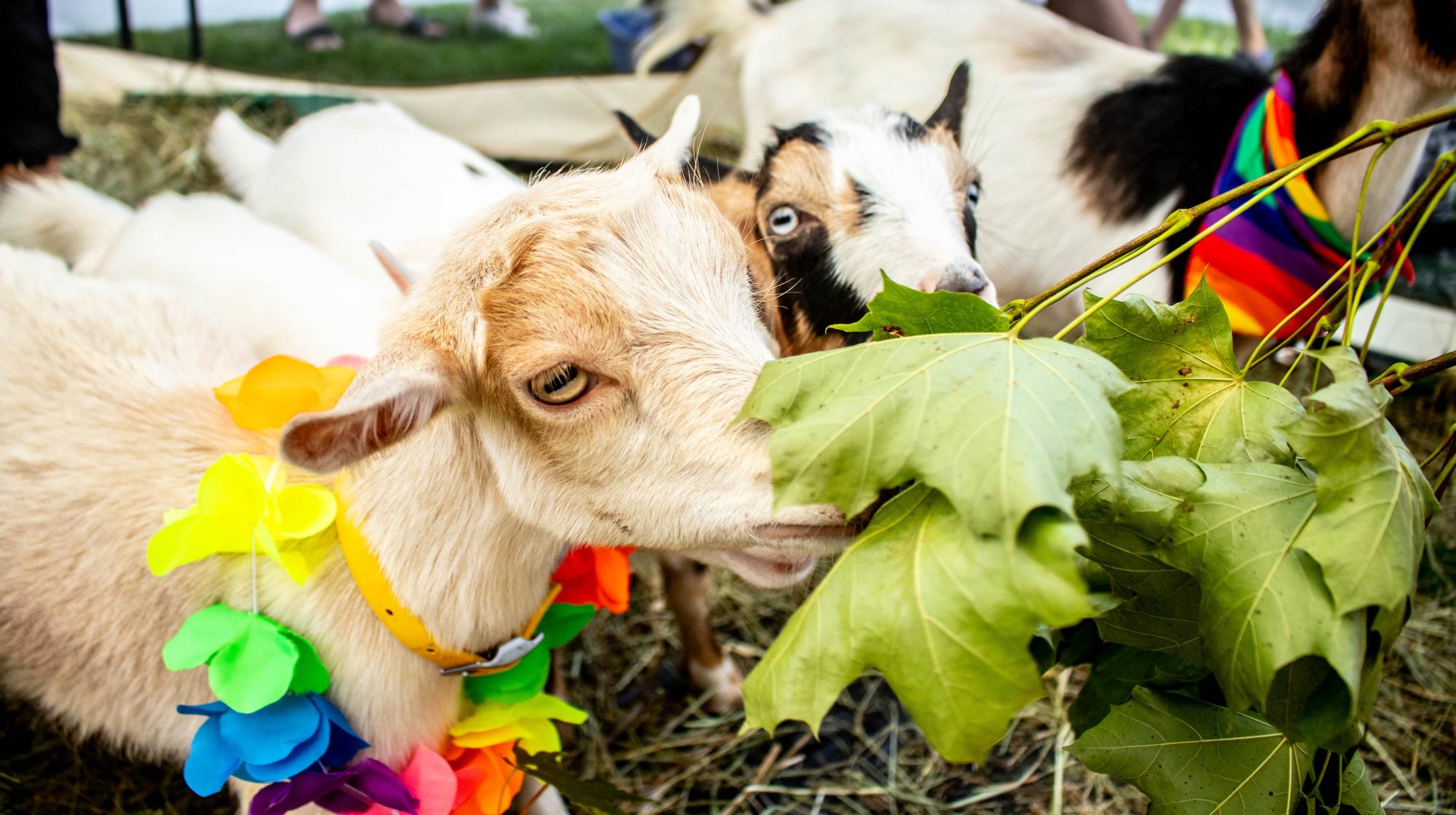 Pride in Park featured music, face painting and goats