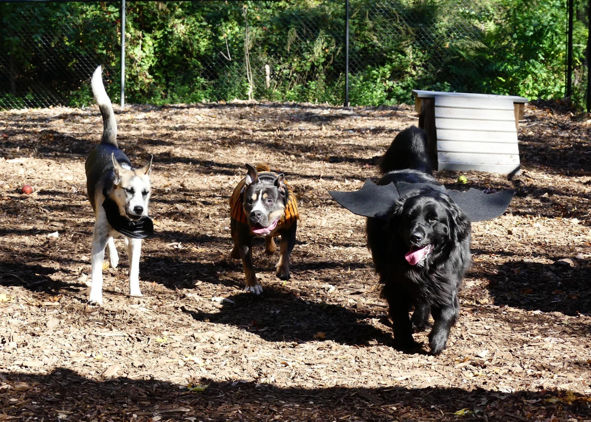 It’ll be a tail-waggin good time at the 2nd annual Barktoberfest