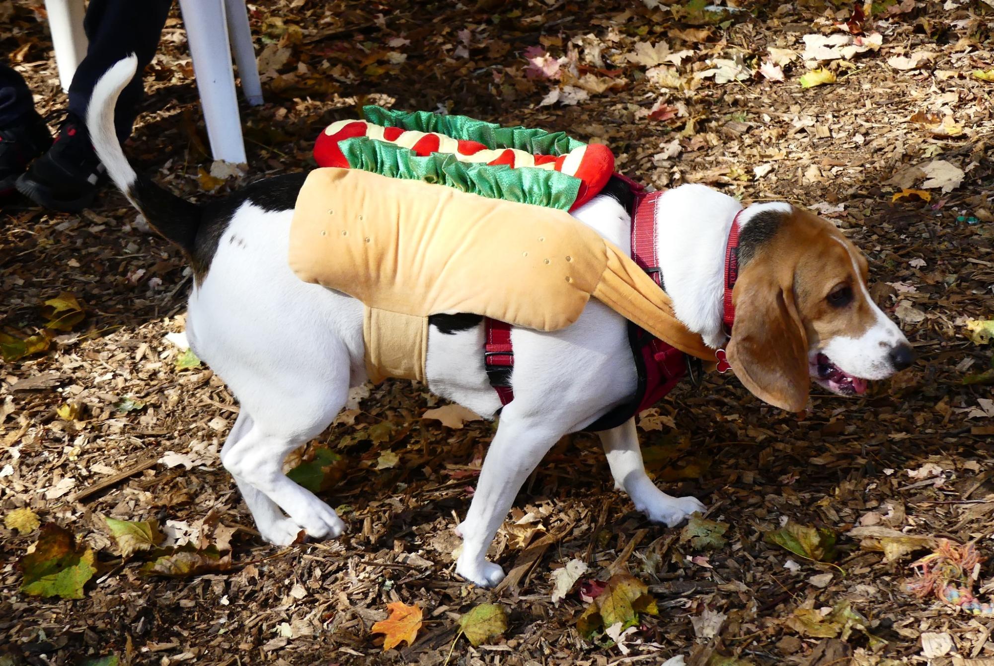 It’ll be a tail-waggin good time at the 2nd annual Barktoberfest