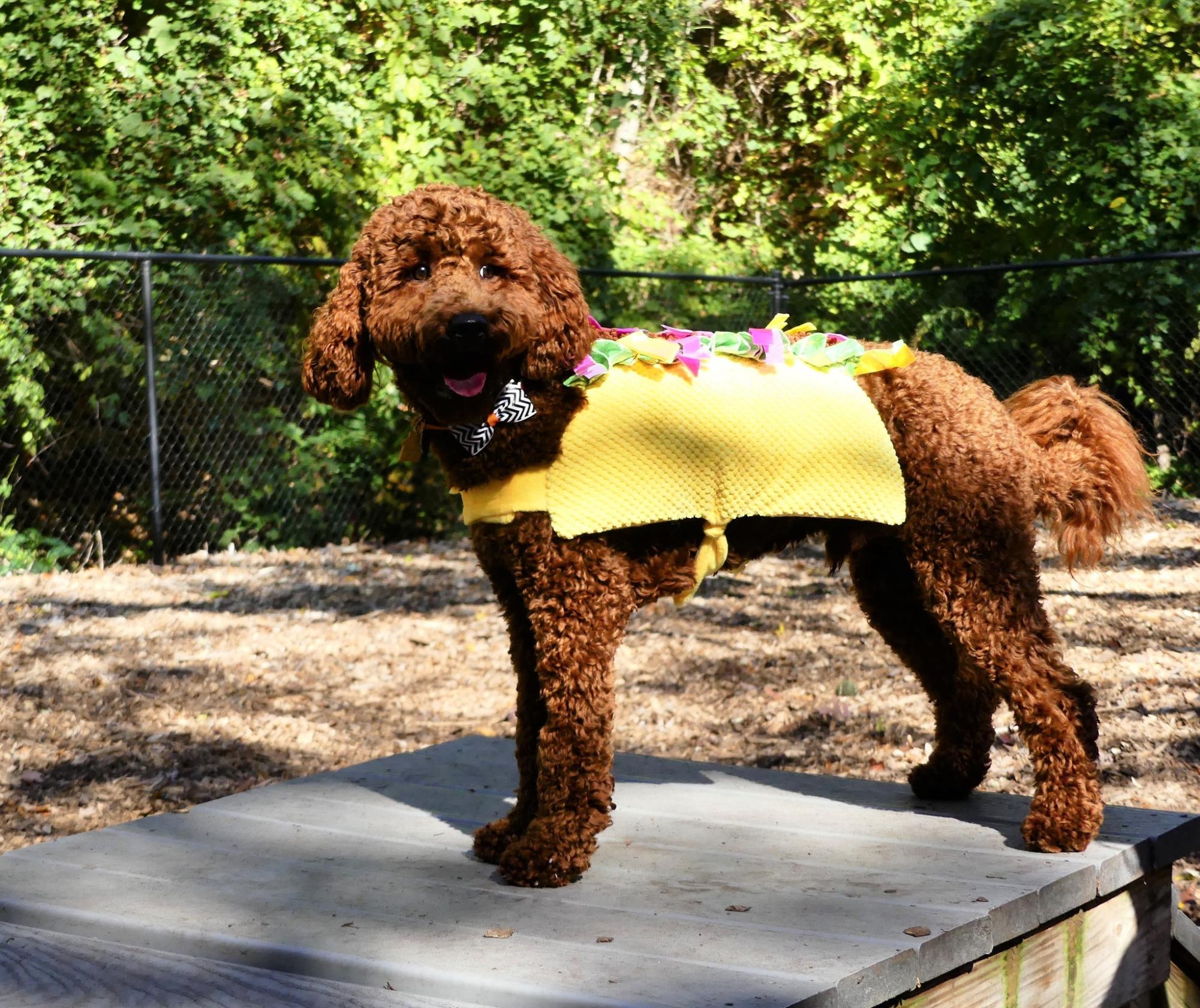 It’ll be a tail-waggin good time at the 2nd annual Barktoberfest