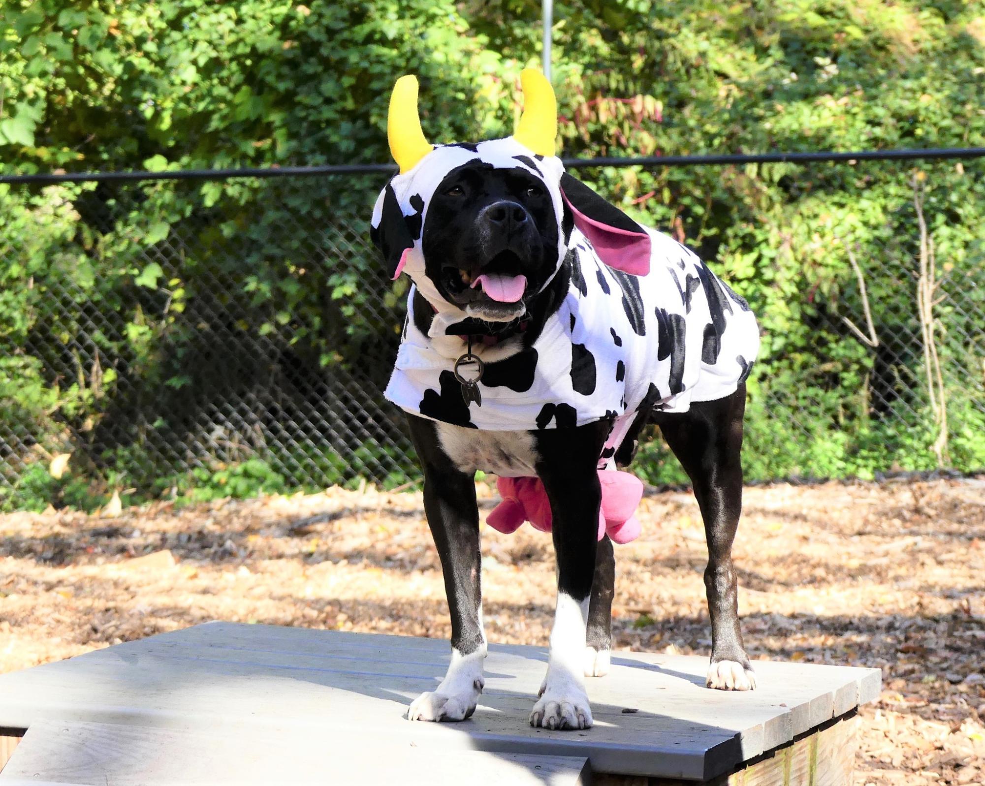 It’ll be a tail-waggin good time at the 2nd annual Barktoberfest