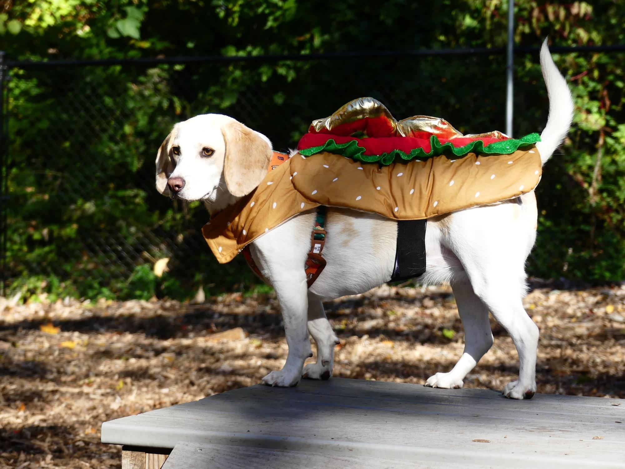 It’ll be a tail-waggin good time at the 2nd annual Barktoberfest