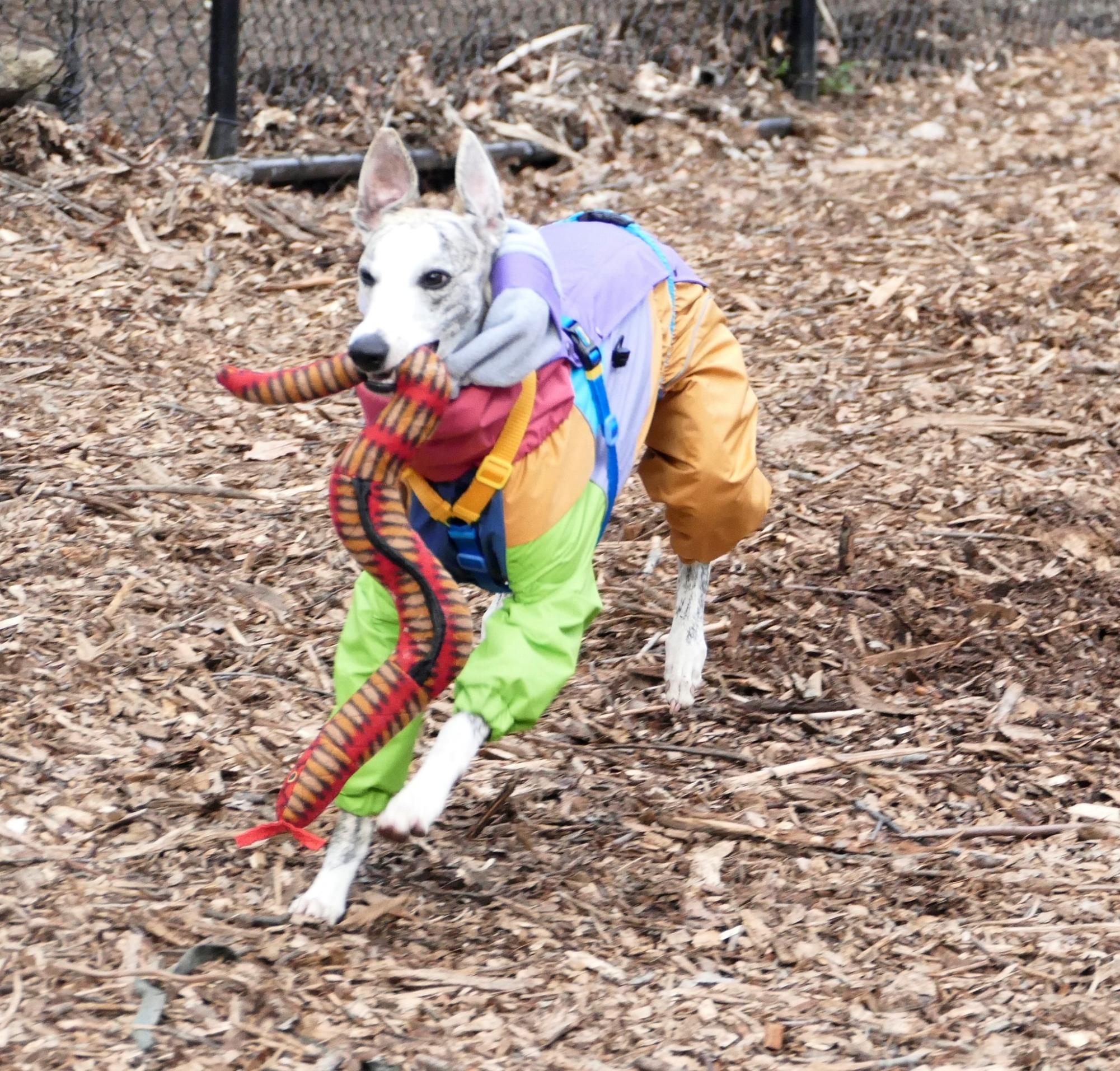 It’ll be a tail-waggin good time at the 2nd annual Barktoberfest