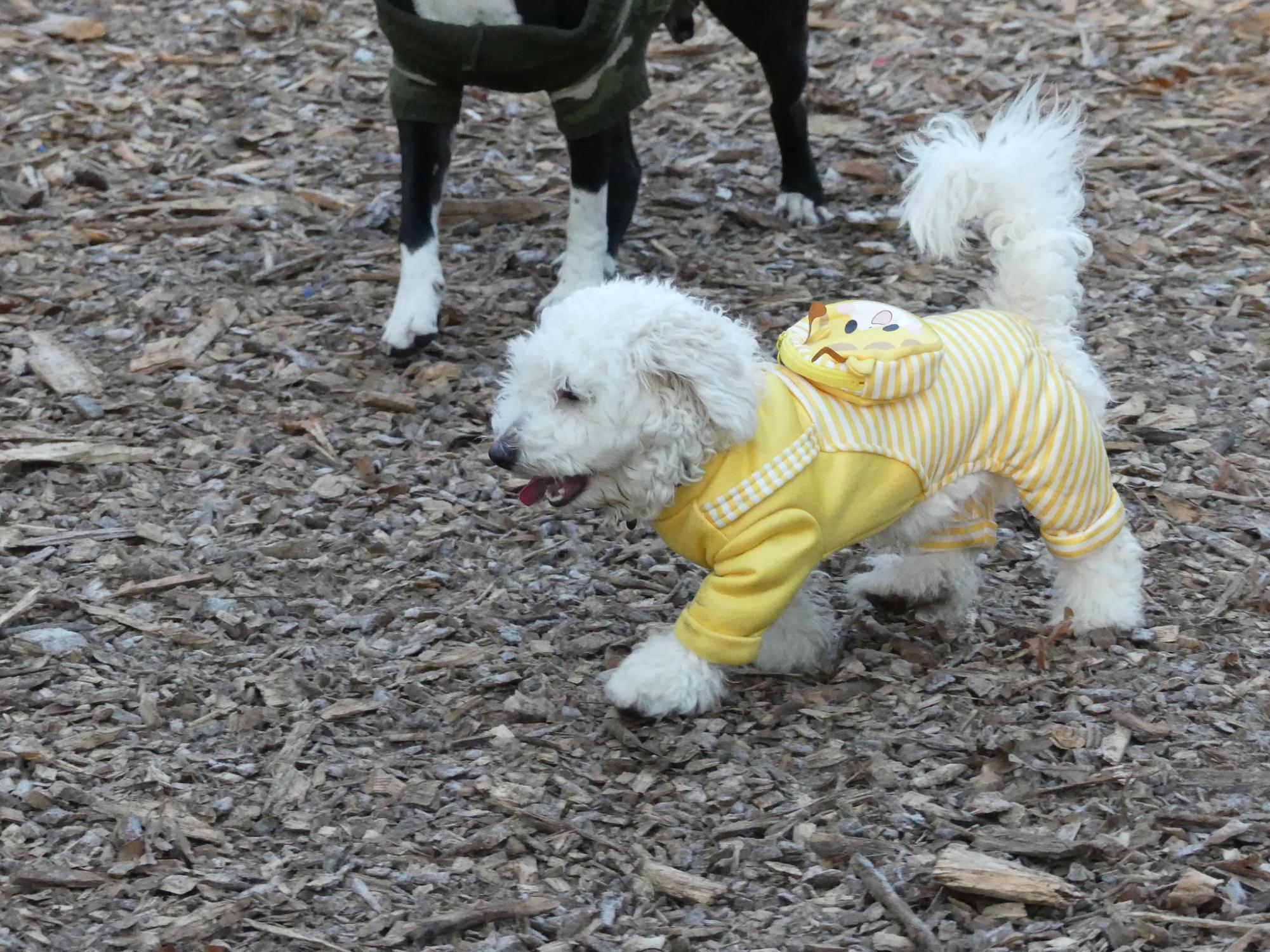 It’ll be a tail-waggin good time at the 2nd annual Barktoberfest