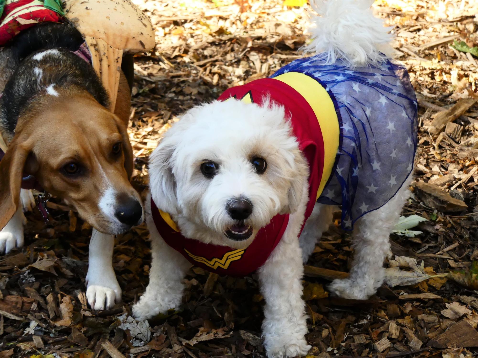 It’ll be a tail-waggin good time at the 2nd annual Barktoberfest