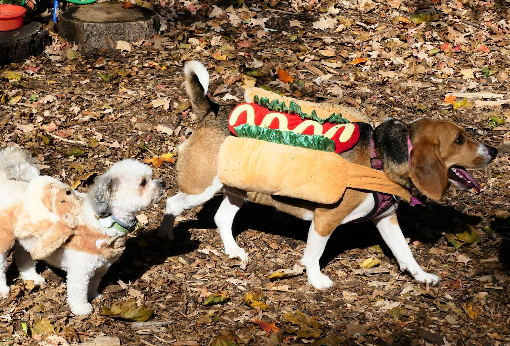 It’ll be a tail-waggin good time at the 2nd annual Barktoberfest