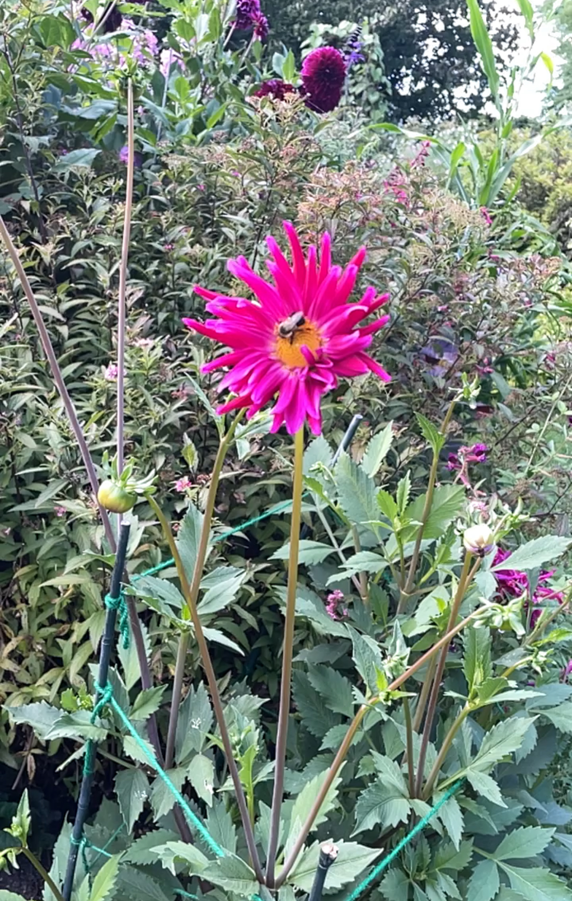 Poetry flowers at Stonecrop