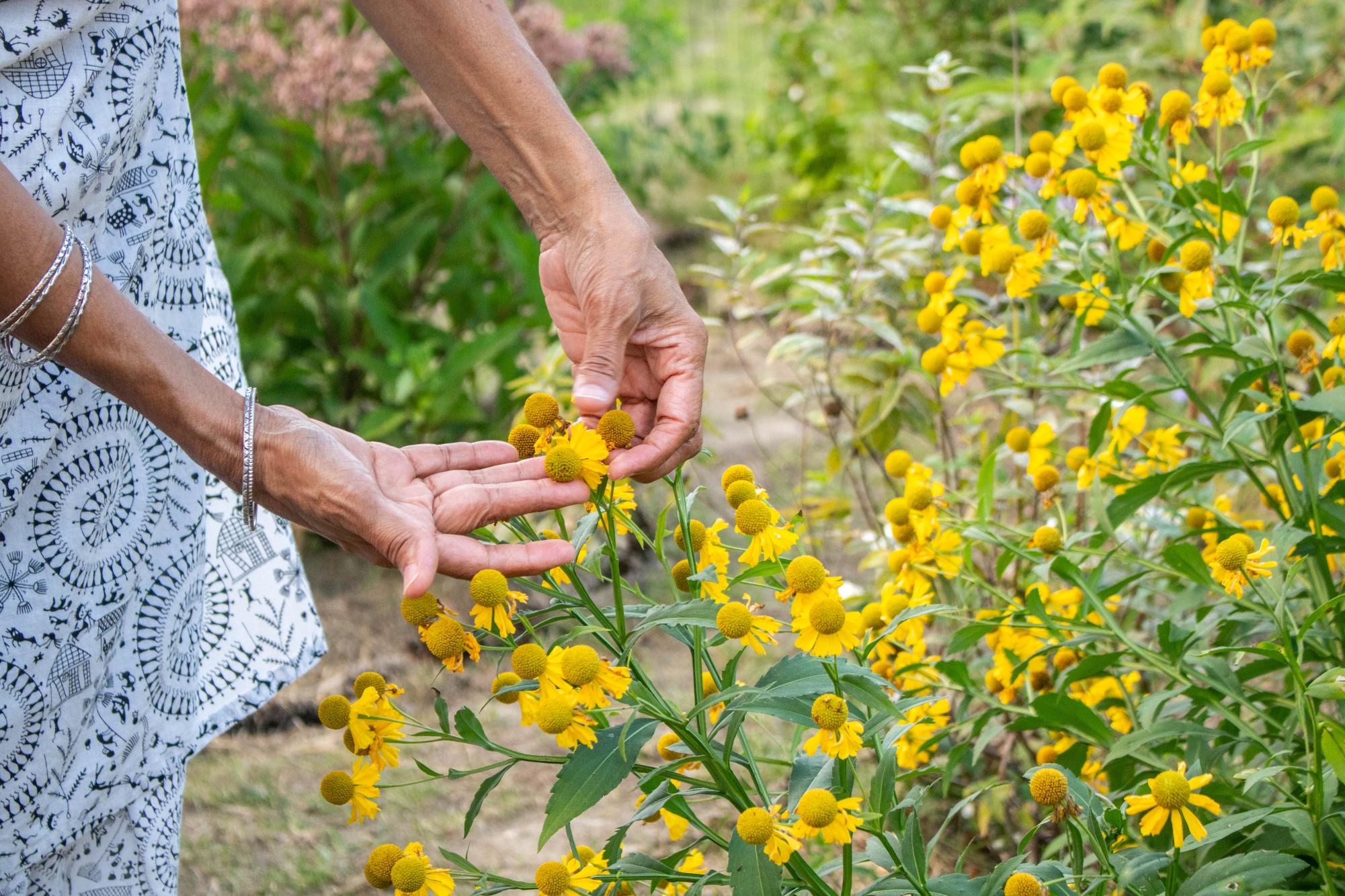 Pollinator garden transforms Chapel Hill meadow