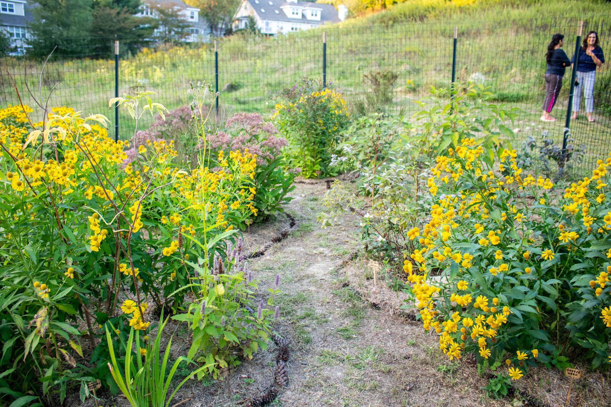 Pollinator garden transforms Chapel Hill meadow