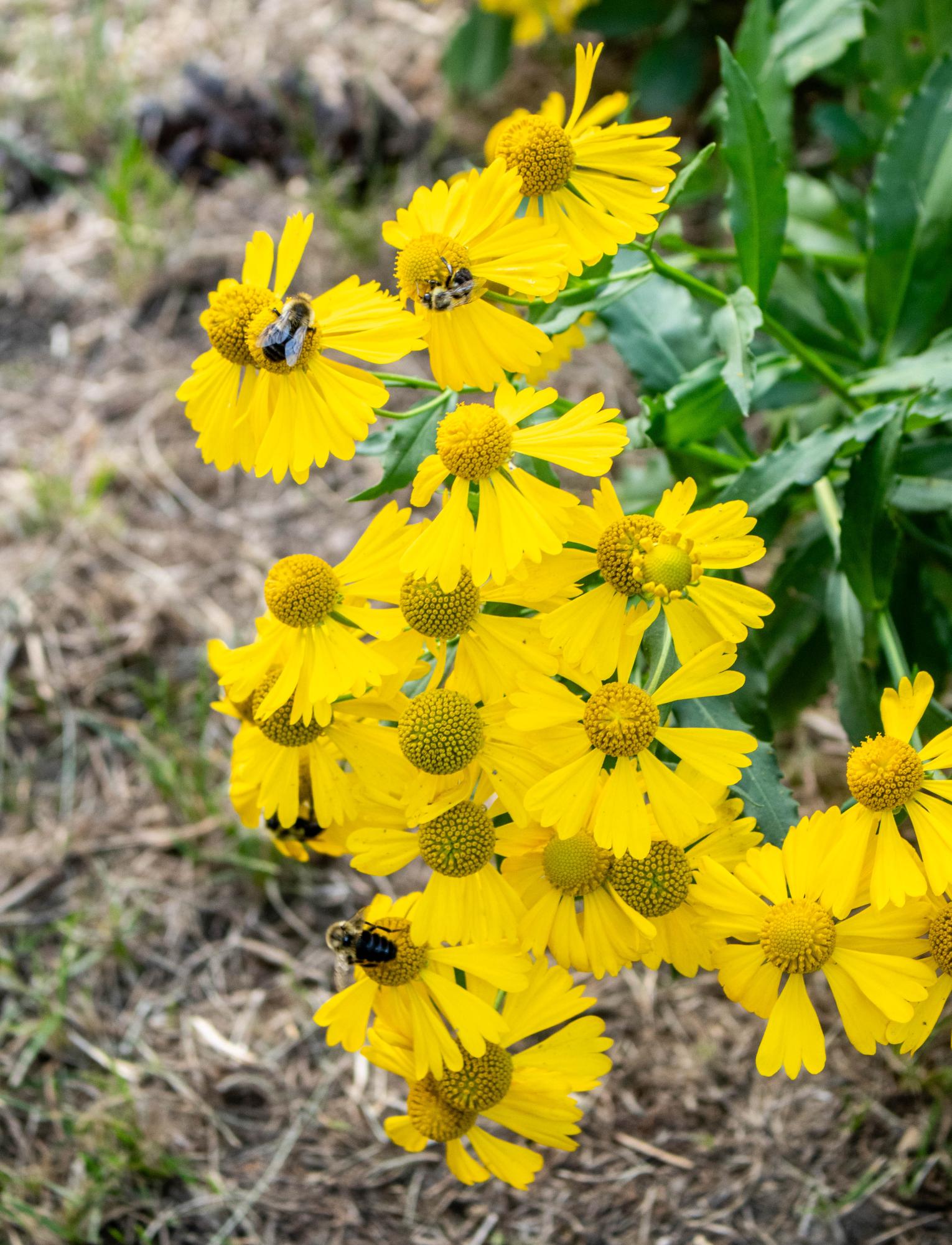 Pollinator garden transforms Chapel Hill meadow