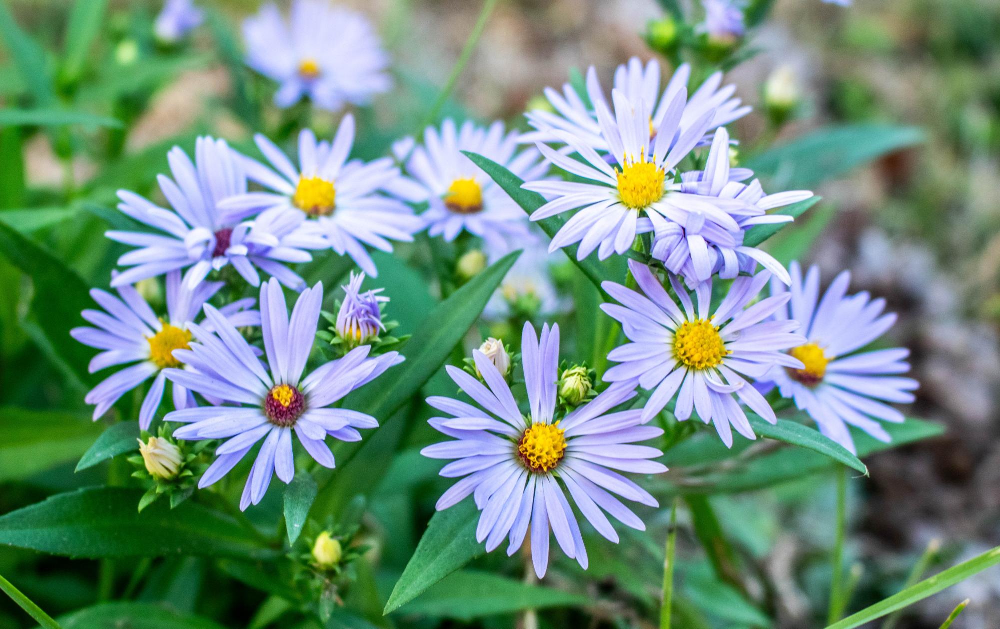 Pollinator garden transforms Chapel Hill meadow