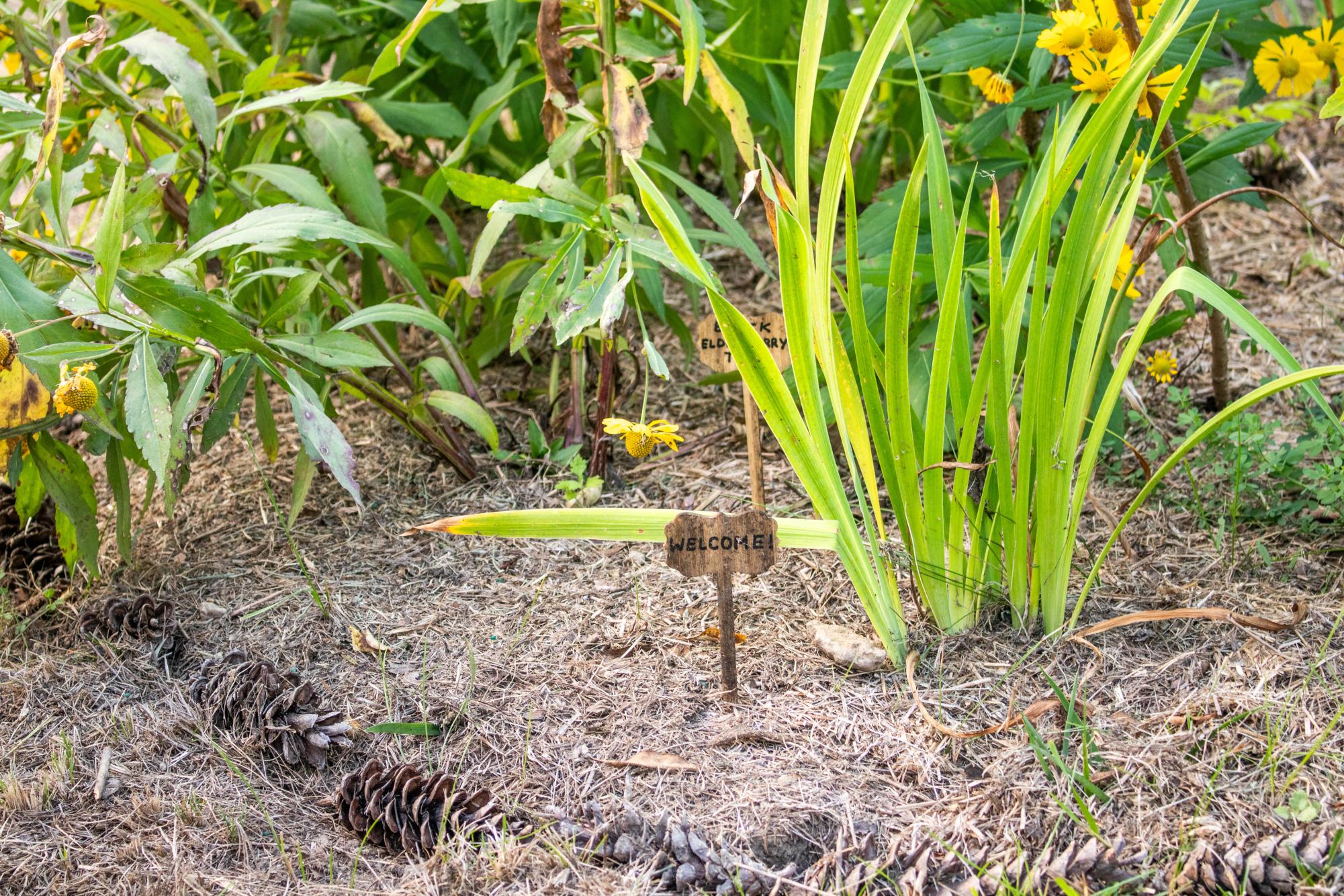 Pollinator garden transforms Chapel Hill meadow