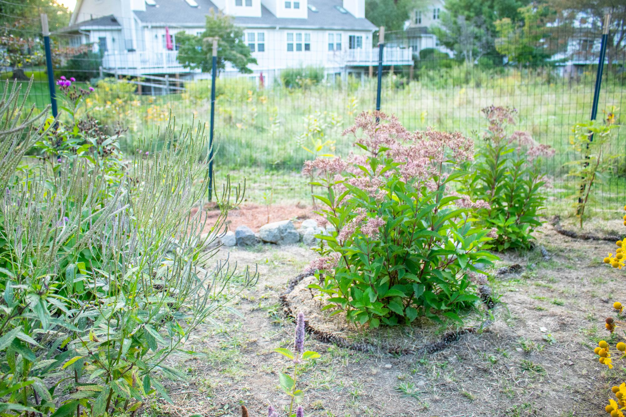 Pollinator garden transforms Chapel Hill meadow