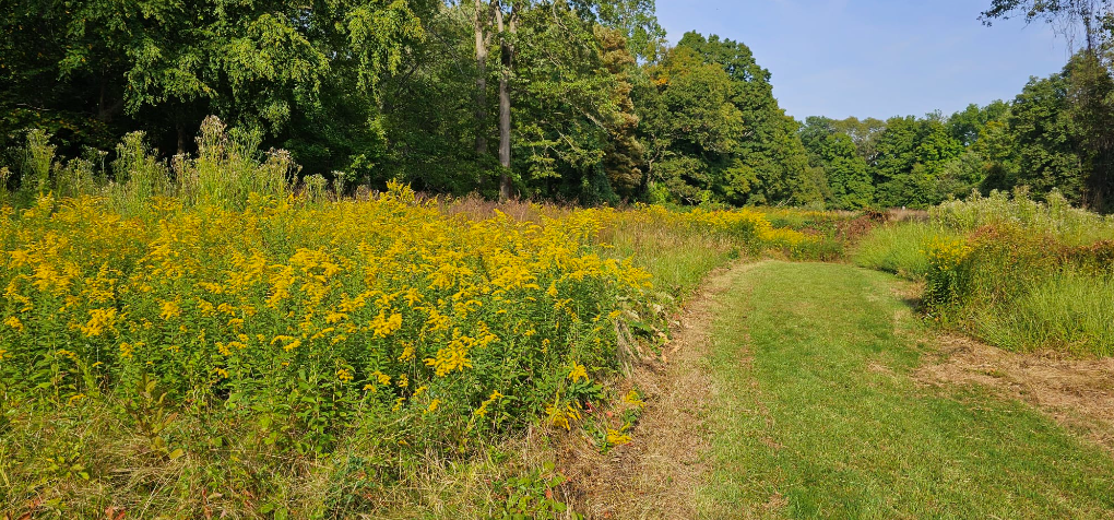 What invertebrates will you find at Cliffdale Farm in Teatown when you sweep the meadow?