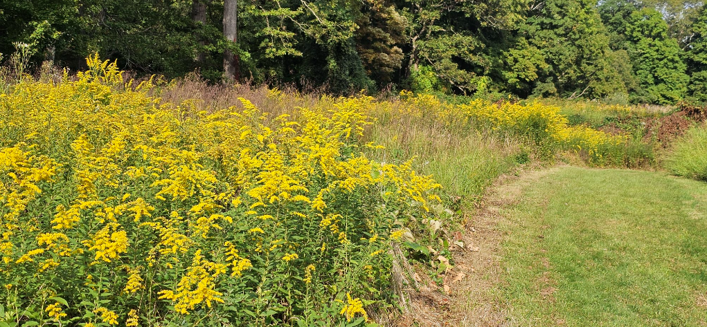 What invertebrates will you find at Cliffdale Farm in Teatown when you sweep the meadow?