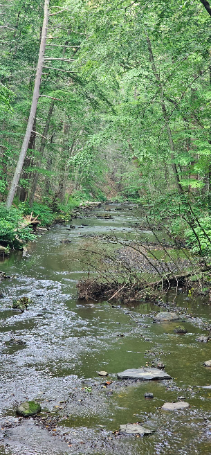 Roll & Stroll hike Sunday at Rockefeller State Park