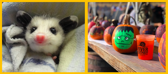 Opossum photo credit: Houston Humane Society Wildlife Center
Pumpkin Fest Photo credit: River Outpost Brewing, Peekskill