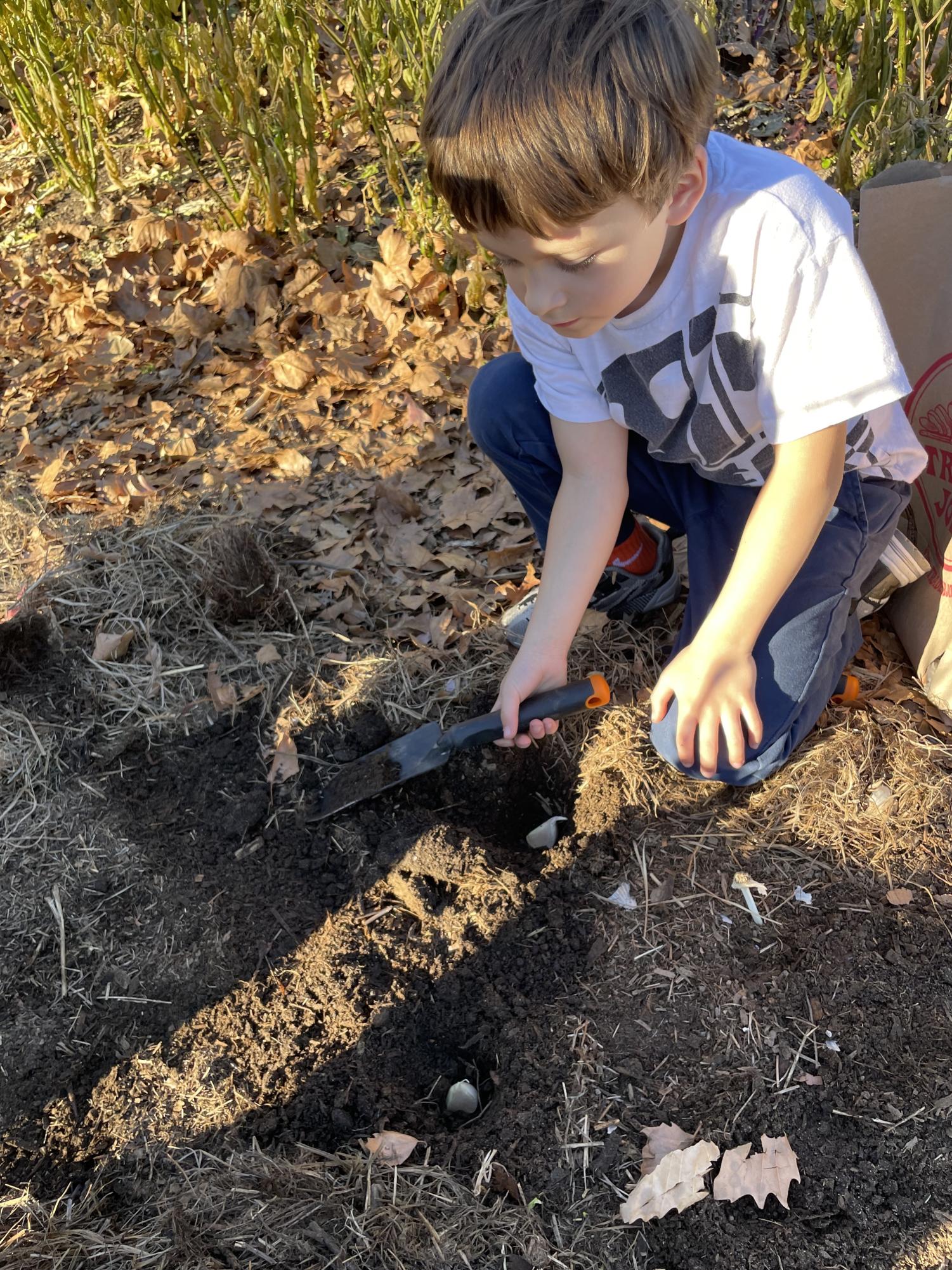 Wyatt Smith tucks garlic cloves in for the winter at Regeneration Farm.