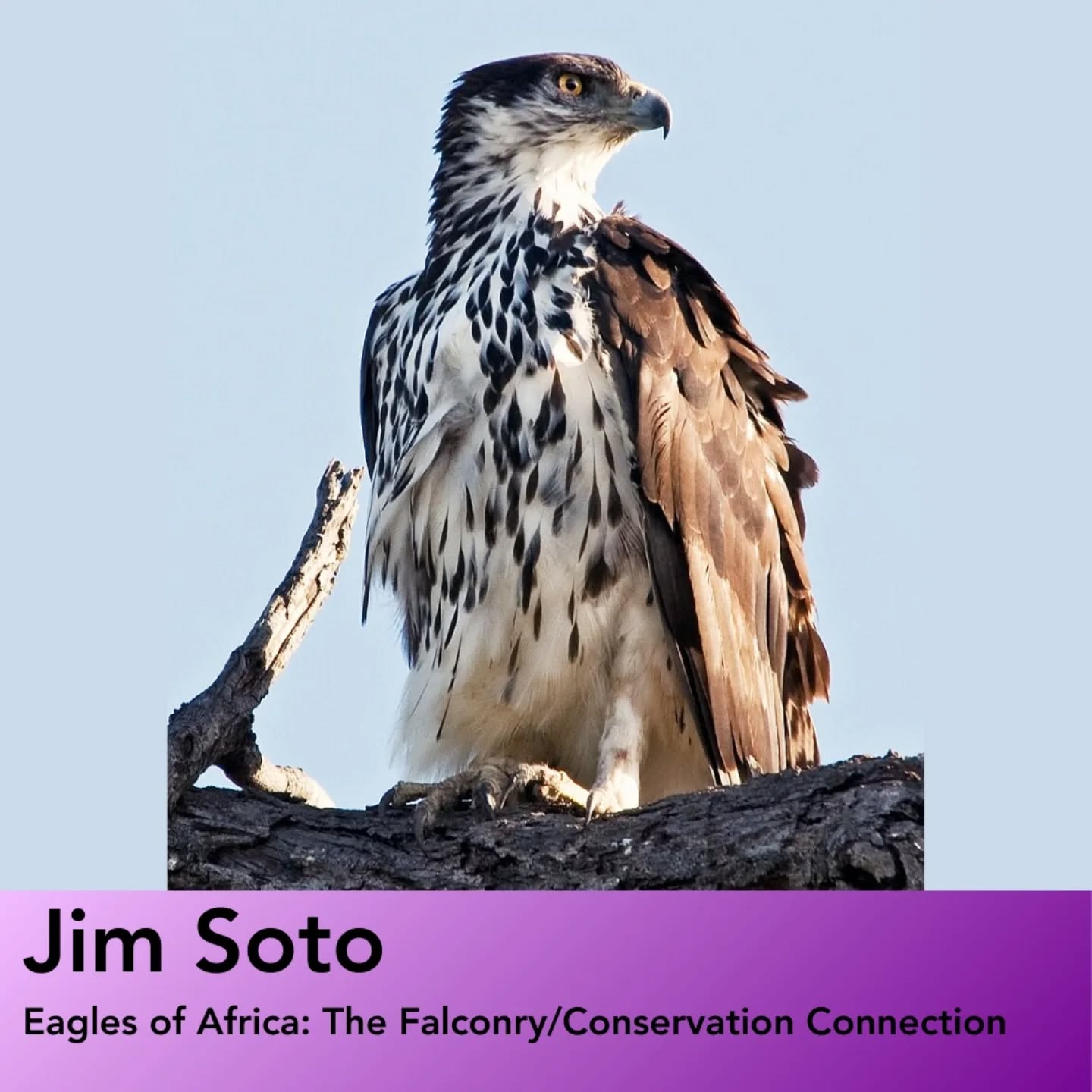 EagleFest is an all-day festival celebrating America’s most famous bird