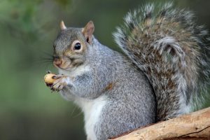 An Eastern Gray squirrel holding a peanut.
Photo credit: iStock images 