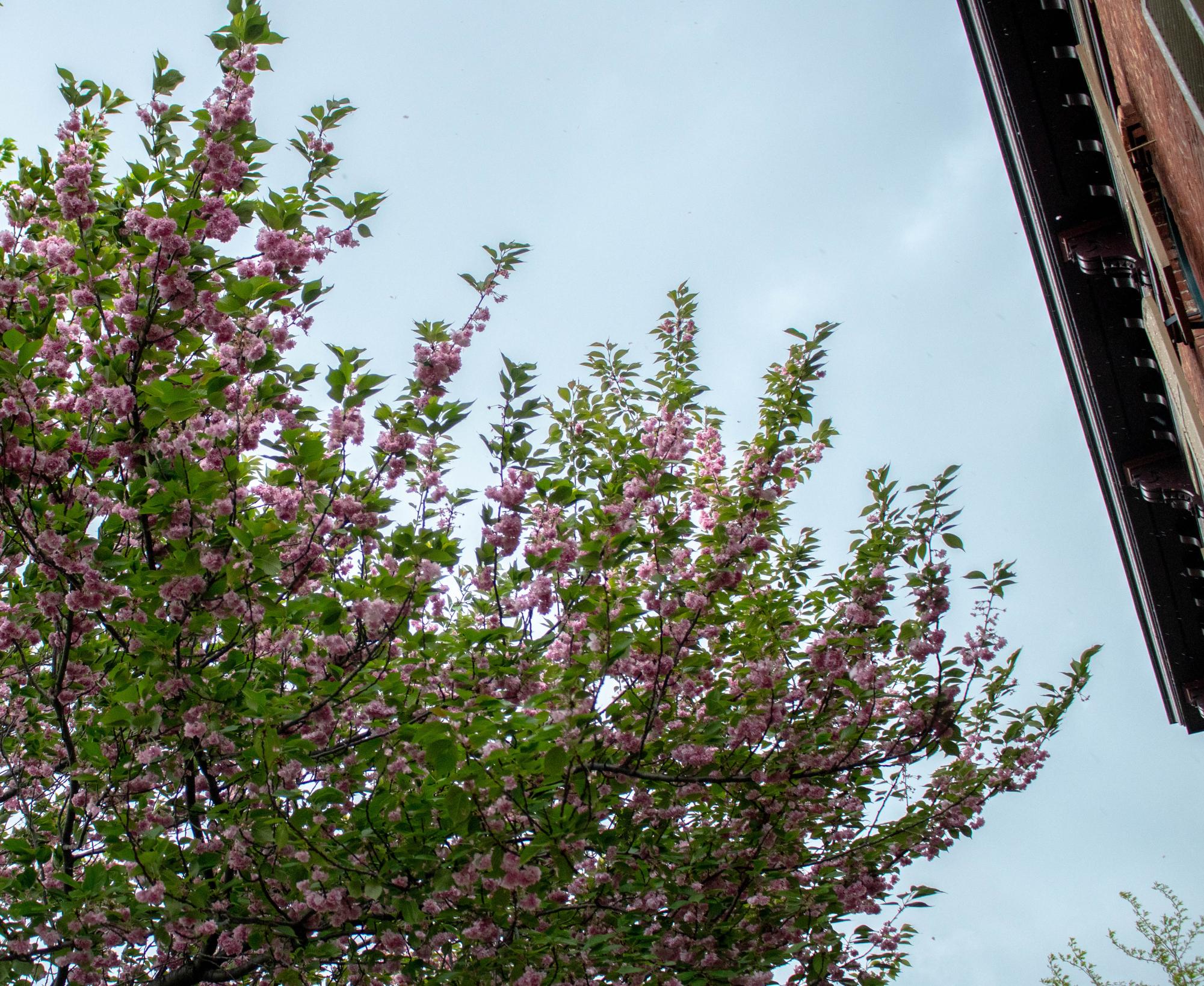 Picture This on a Single Saturday: Cinco de Mayo, Cherry Blossoms, May Day Rally