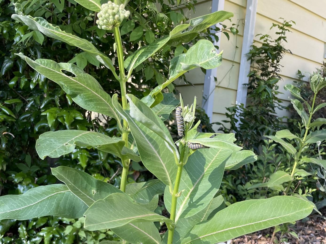 Swamp milkweed are ready for transplant and the next generation of monarchs