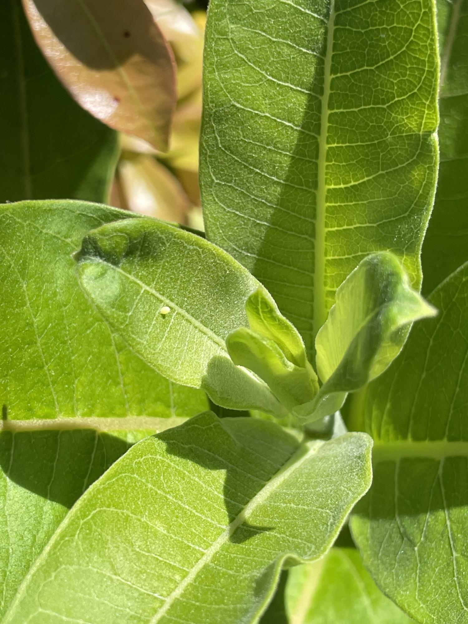 Swamp milkweed are ready for transplant and the next generation of monarchs