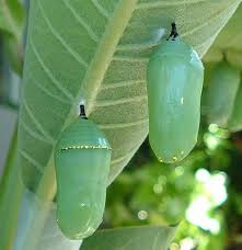 Swamp milkweed are ready for transplant and the next generation of monarchs