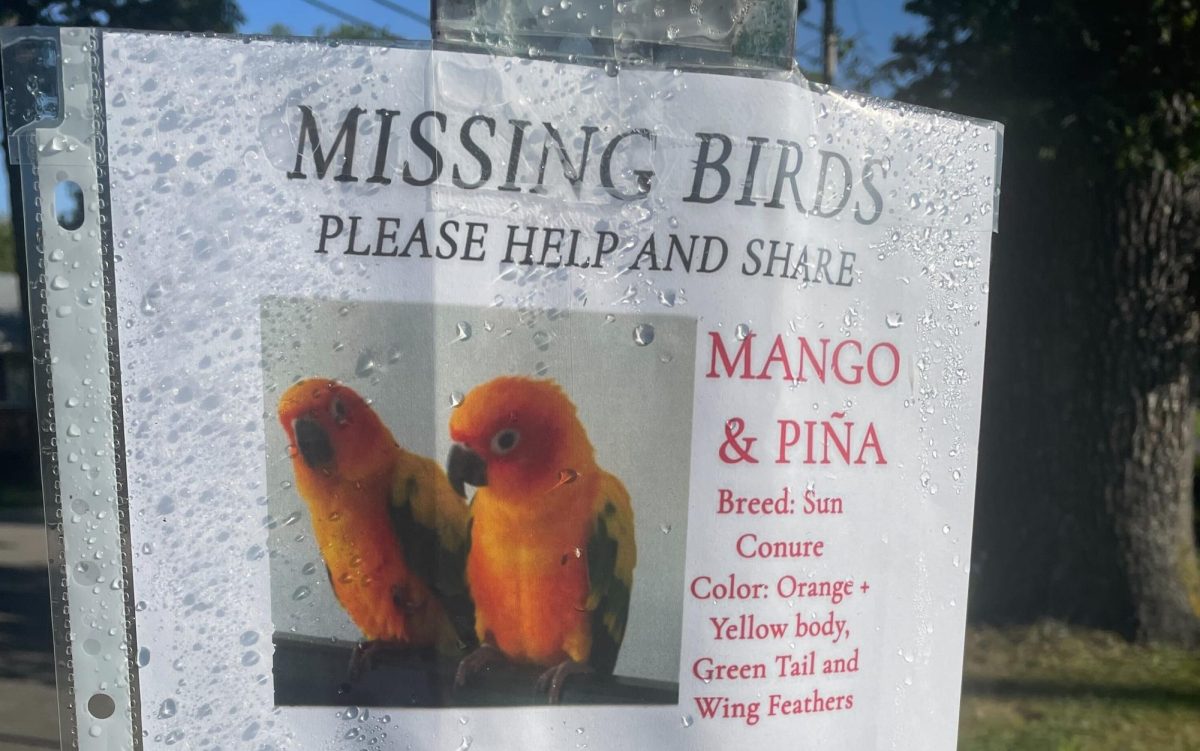 Fliers like this one have been posted throughout Peekskill and shared widely online as the Lopez family continues their search for Mango. (Supplied)