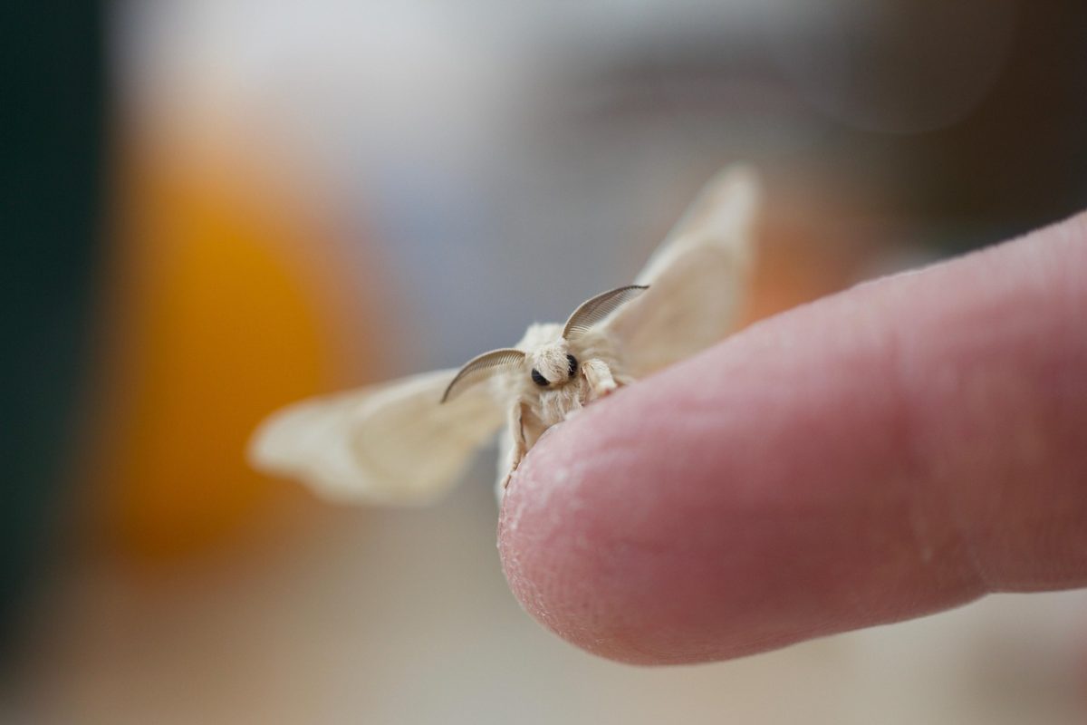 Various moth species inhabit the Hudson Valley and can be identified and recorded in the iNaturalist app during Peekskill’s Mothapalooza. (Pixabay)