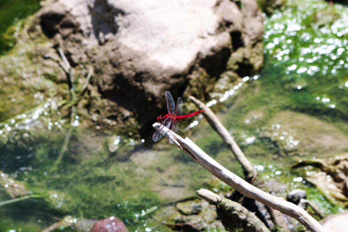 Species such as mayfly larvae and aquatic beetles serve as natural indicators of water quality. (Referential/ Freepik)