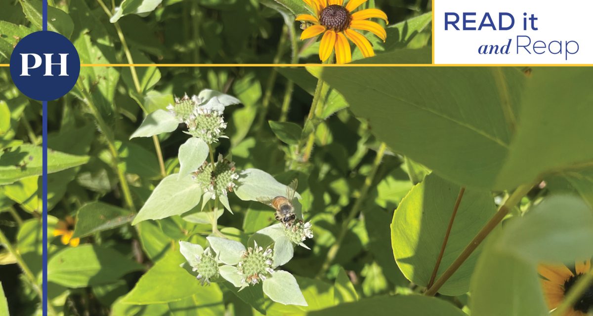 Cultivate space for beneficial bugs like this honey bee using low-toxicity pest management practices. (Lucy Smith)