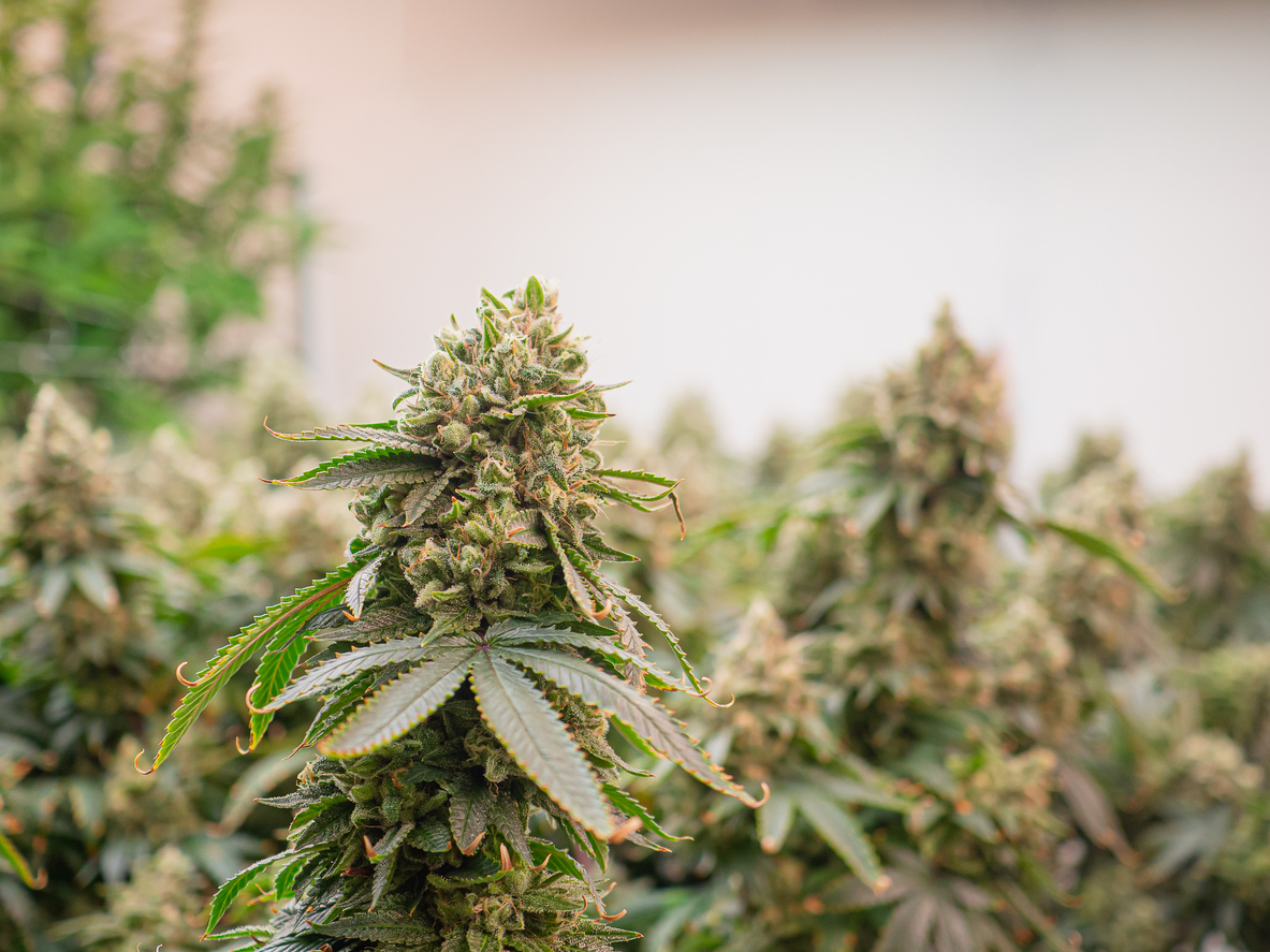 A cannabis plant ready for harvest in a greenhouse. 
