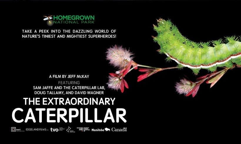 Flier for the The Extraordinary Caterpillar event, which will include a video screening followed by a hands-on planting activity. (Teatown)