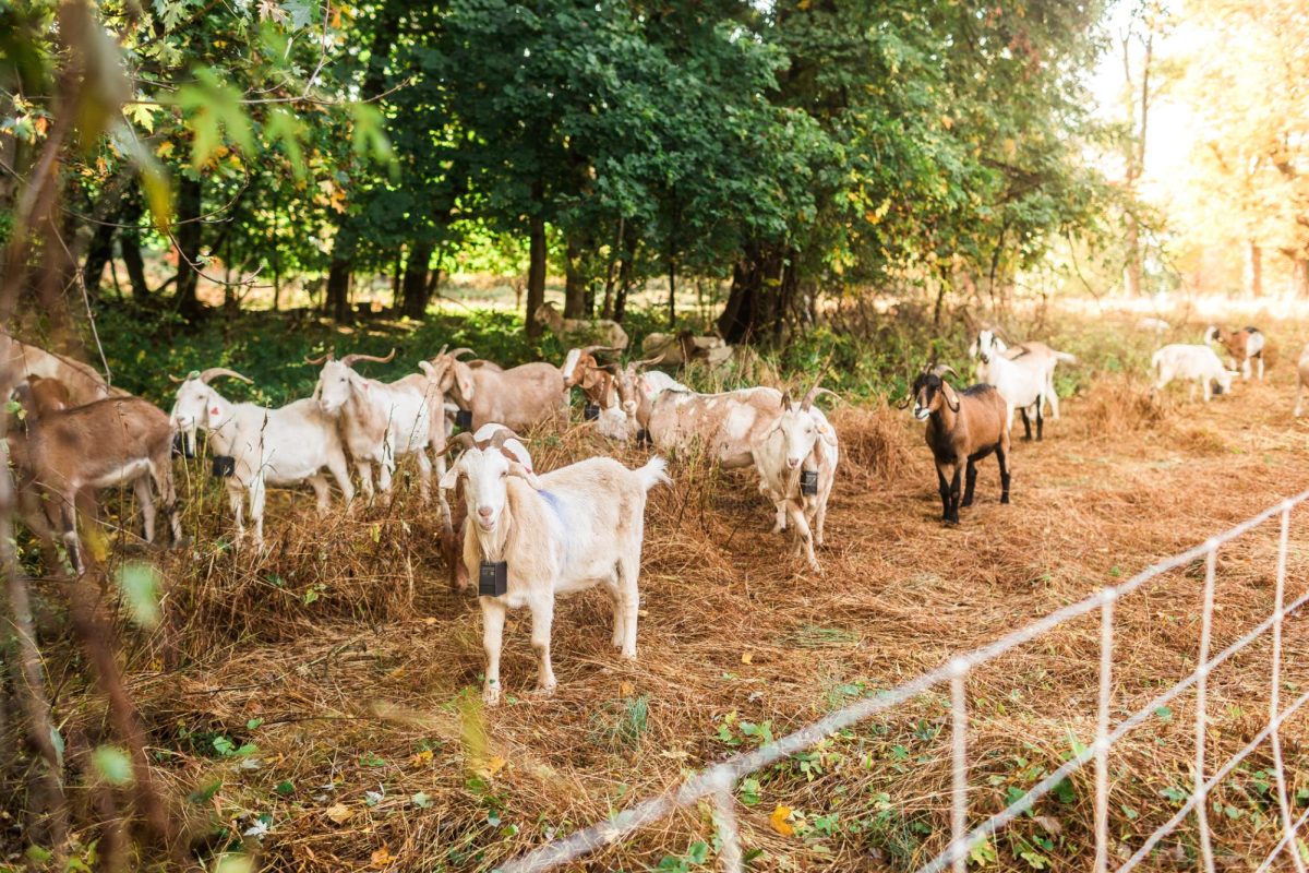 A herd of goats on the property of Mariandale last fall. 